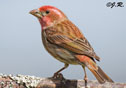 Carpodacus purpureus